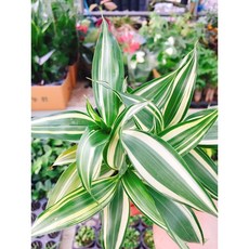 트리아니아냉풍기