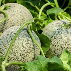 황금열매 부드럽고 달콤한 머스크 메론 멜론 4수 6~8kg (추천), 4개