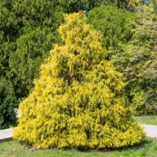황금실편백나무 묘목 황금실화백 - 키120cm(분) 1개