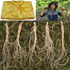 천봉산삼 6 8 10년근 산삼 장뇌삼 산양삼 산양산삼 자연산 주 새싹 장뇌 설 추석 선물세트, 1개, 5-6년근 5뿌리