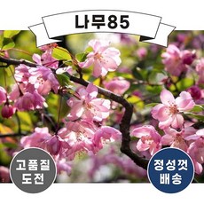 (나무85) 서부해당화 접목1년, 5개