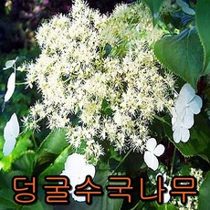 등수국 나무 개화주 1그루 나무묘목 과실수 꽃나무 조경수 관목, 1개