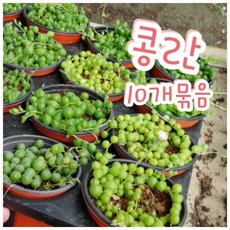 인판티노대롱대롱