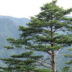 라운드랩 소나무 진정 시카 로션 1개 250ml 상품 이미지