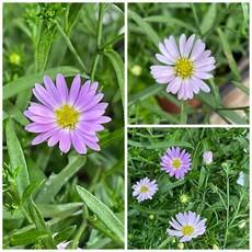 [지인야생화] 왕관쑥부쟁이-핑크, 1개