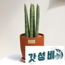  () 스투키7촉 매그놀리아 테라코타 토분 공기정화 