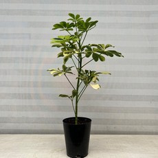 [다은꽃농원]칼라홍콩야자 중품 무늬홍콩 키우기쉬운 실내공기정화식물 인테리어