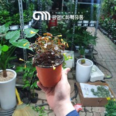 실리쿠오사