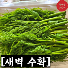 [산지직송] 2024년 첫 출하 햇 여름두릅 500g 1kg / 참두릅 여름두릅 두릅나무 두릅500g 두릅1kg 두릅1박스 국내산두릅 국산두릅