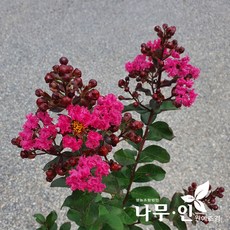 [나무인] 배롱나무 핑크벨루어품종