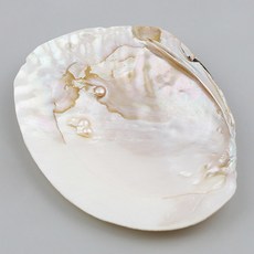 꾸미기조개껍데기