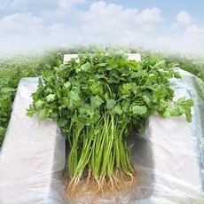 가마소 농부 고수나물 당일수확 항신료 뿌리포함, 1박스, 1kg