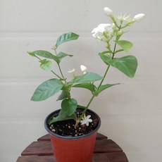 la한인민박