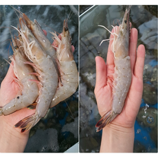 대하1kg