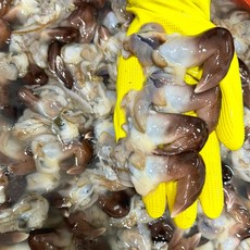 여수 새조개 순살 완전손질 초코새조개 (손질전1.5kg), 1개, 250g x 8