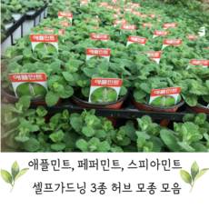 데코용애플민트