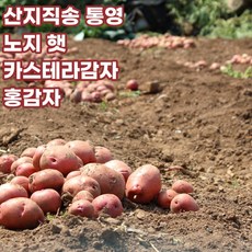 감자씨