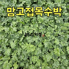 망고접목수박모종 (10)개 텃밭 모종씨앗 채소 모종키우기 미니텃밭 배란다텃밭 주말농장 수박키우기 특수수박 멋쟁이수박 호연지기수박 접목수박 망고수박
