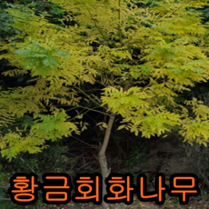 황금회화나무 접1년특묘 나무 묘목 황금회화나무