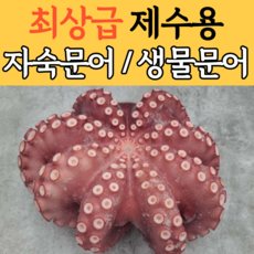 포항돌문어