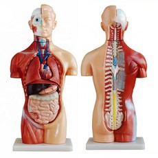 아나토미코리아 상반신 해부모형 AK-202A 13파트 42cm 1/2사이즈 TORSO, 상세페이지 참조