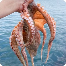 [당일산지직송] 당일바리 예술식감 자연산 생물 돌문어 1kg 1-3미 몸보신