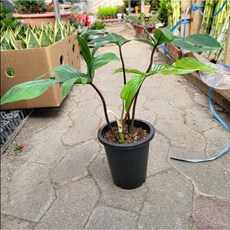 플로리다뷰티