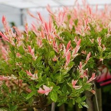 플라밍고셀릭스