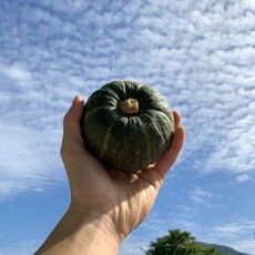 패밀리농산물 꿀미니단호박 밤호박 보우짱 특품 2kg 3kg 4kg, 2kg 4-8과