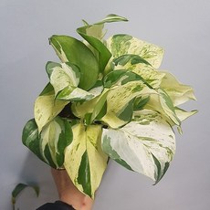 4b198ad0532bd63bb743ee1b4324ccdf811d459f4b855448a40b16d9eba9.jpg