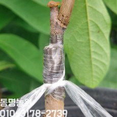 [동명농원] 포포나무 접목 1년생
