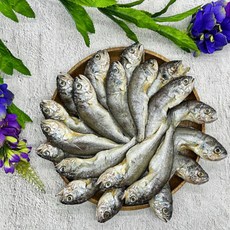 연안 반건조참조기, 20개, 1kg