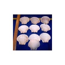 6 Giant Baking Scallops Scallop Scallop Seafood Cooking Bark Cooking 4 1 2 Beach Navigation Decoration, 본상품