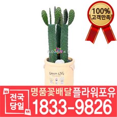 만세선인장