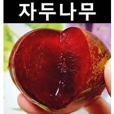 추희자두묘목