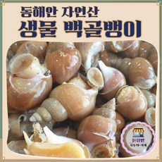 [돋을볕 - 강력 추천] 국내산 자연산 생물 골뱅이 동해안 활 백골뱅이 1kg 조업, 1개, 대 (15-25미)