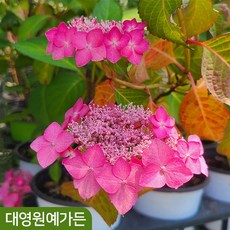 산수국 2종 택1 개화주 여름꽃 나무, 소정수국 15cm포트, 1개