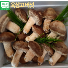 육삼고버섯 송화버섯 선물세트 1kg 선물최고 항암효과 면역력향상 친환경(원산지 강원도평창), 1개, 일반선물용