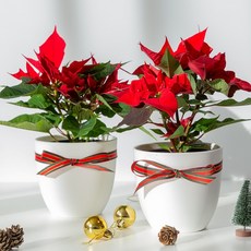 포인세티아 화분세트 1+1 거실화분 겨울꽃 크리스마스 식물 트리 인테리어식물, 포인세티아 2개 + 화분 2개 + 끈 2개, 1개