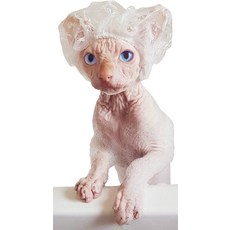 고양이 샴푸Kotomoda 스핑크스 고양이 및 소형 애완 동물용 샤워 캡 20개 팩, 한개옵션0, 14g
