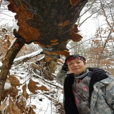 산약초이야기 자연산 황철상황버섯 200g, 1개
