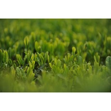 올온 첫물녹차(삼각티)1.5g*10T 제주녹차 순수녹차 유기농녹차, 1개, 10개입, 1.5g