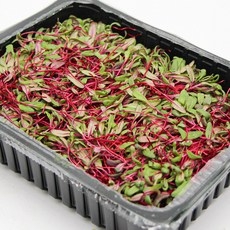 국내산 특품 비트순 한박스 1kg 비트싹 마이크로 그린 당일수확, 비트순 1박스 1kg, 1개