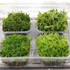 서리이끼 깃털이끼 우산이끼 측백재이끼 솔이끼 생이끼 이끼 set 공기정화식물 테라리움 비바리움, 1개