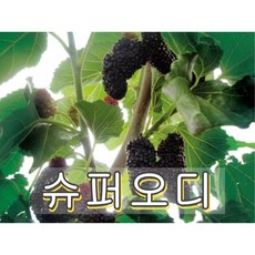 슈퍼왕오디 결실주 1그루 오디나무 뽕나무, 1개