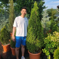 에메랄드그린 120L포트 10개묶음 울타리 나무 10개 상품 이미지