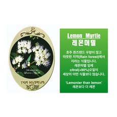 티뮤지움