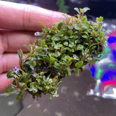 [촉좋은수초] 3+1 부세파란드라 sp. 중 랜덤박스 1클럼프