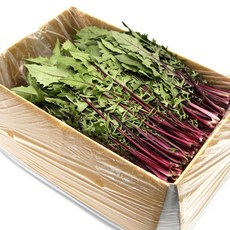 국내산 특품 적치커리 한박스 2kg 쌈채소 모듬쌈 가락시장 당일새벽경매, 적치커리 1박스(2kg), 1개
