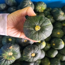 미니밤호박10키로